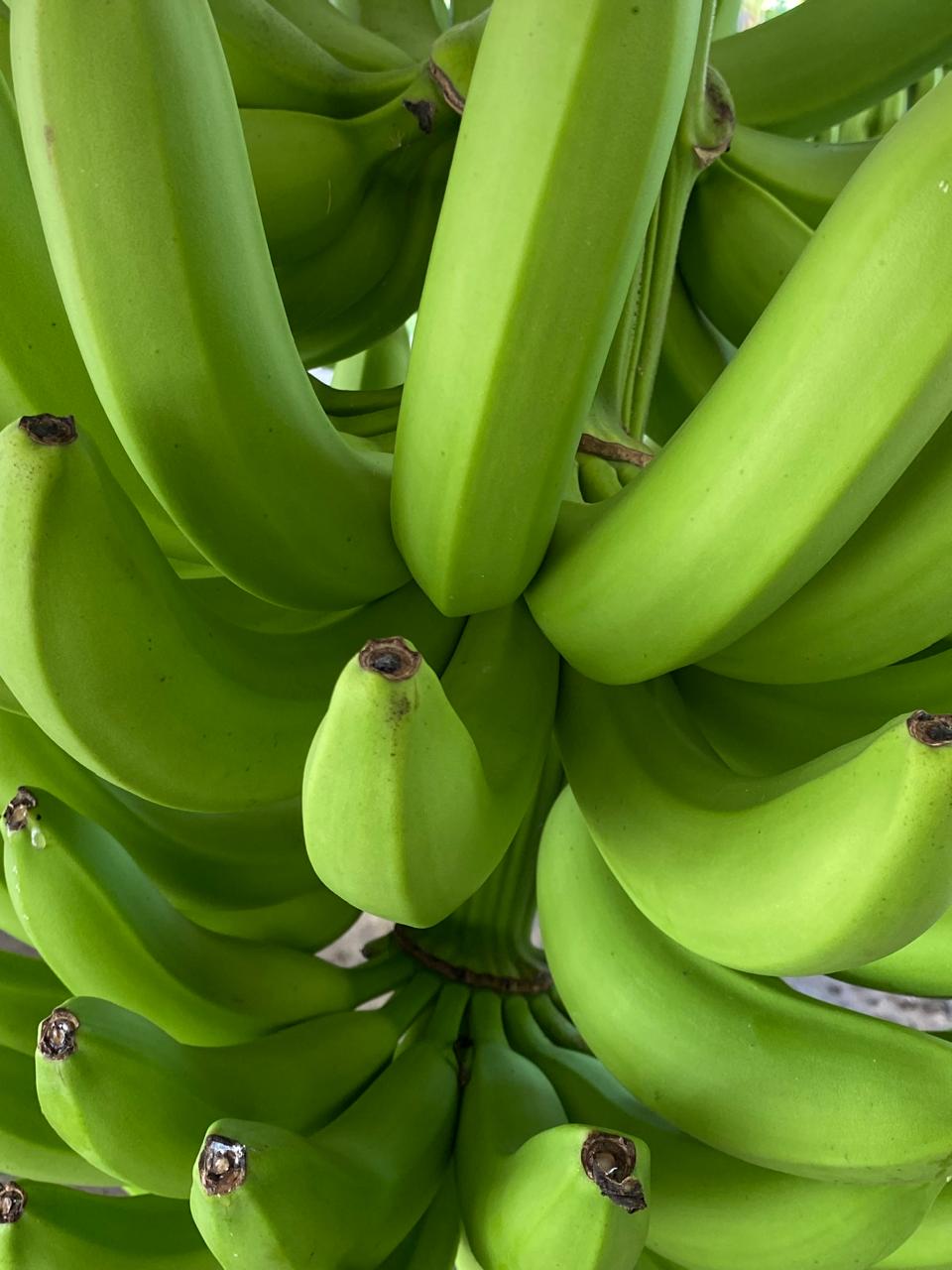 Distribución Colocha Banana